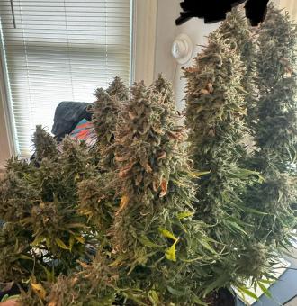 Wedding Glue Auto - картинка 3