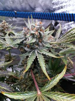 Delicious Cookies Auto  - картинка 2