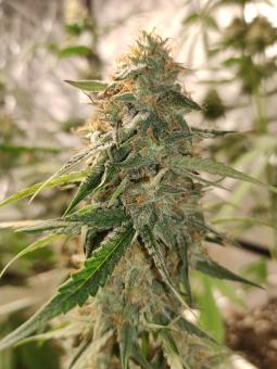 Guava x Gelato 41 Auto - картинка 4