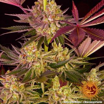 Biscotti Mintz - картинка 11