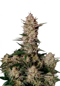 Strawberry Gorilla Auto - картинка 1