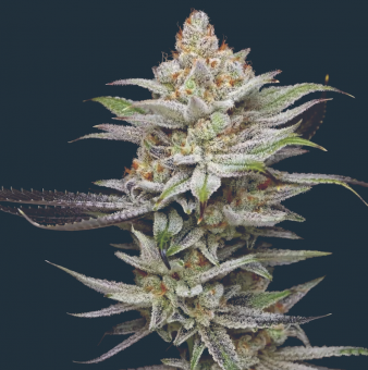 Lime Spritzer - картинка 1