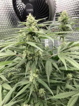 Lemon Skunk - картинка 2