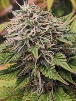 Romulan - картинка 4