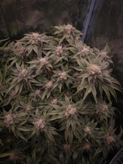 Lemonpaya - картинка 4