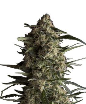 Galaxy CBD - картинка 1