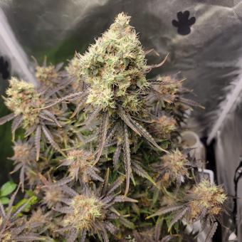 Auto Anesthesia - картинка 5