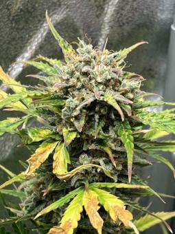 Buddha Auto Ak - картинка 3