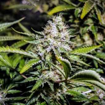 Auto Tutankhamon - картинка 2