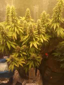 White Widow Auto - картинка 3