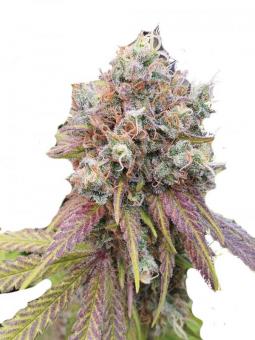 Jacky White - картинка 2