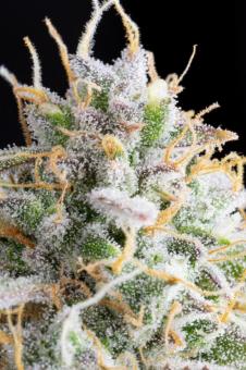 Wedding Cheesecake Auto - картинка 6