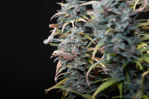 Big Devil #2 Auto - картинка 3