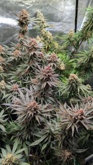 Mandarin Panties - картинка 2