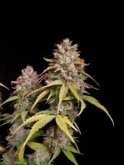 Brain Swirl genetics - картинка 2