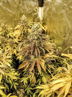 A.M.S. - картинка 2