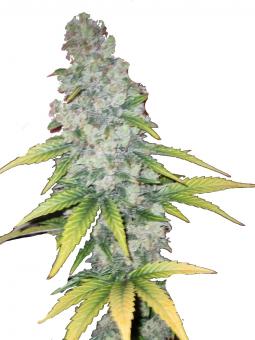 Northern Light Blue Auto - картинка 1