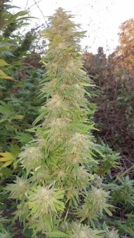 Mazar - картинка 4