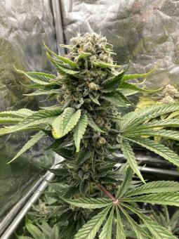 Jack Herer - картинка 1