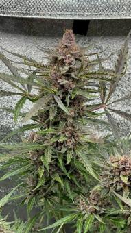 Green Crack Auto - картинка 3