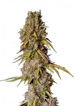 Brain Swirl genetics - картинка 1