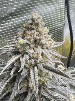 Blueberry - картинка 2