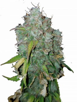 Royal Dwarf Auto - картинка 1