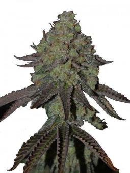 Quasar - картинка 1