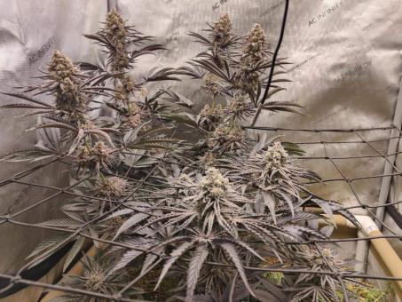 Buddha Gelato - картинка 5