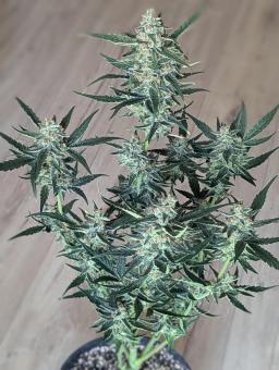 Gorilla Zkittlez Auto - картинка 7