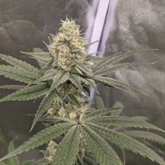 Mendo Breath - картинка 3