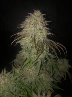 Gelato 41 x Gelato 41 Auto - картинка 5