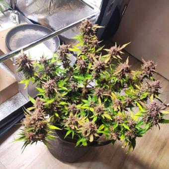 Crystal Meth Auto - картинка 6