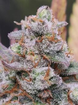 Ice Cream Cake - картинка 3