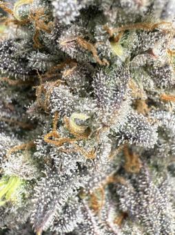 Blueberry - картинка 3