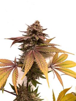 Persian Pie - картинка 3