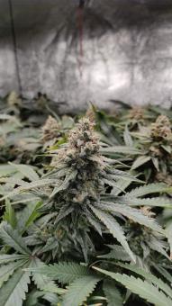 Strawberry Chemdawg OG - картинка 4