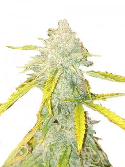 Creeper - картинка 6