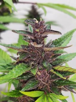 Auto Forbidden Cherry - картинка 3