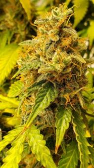 Green Poison XL Auto® - картинка 2