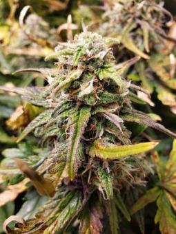 Grapefruit Auto - картинка 2