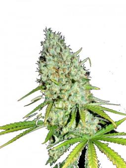 Condor Auto - картинка 1