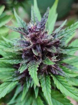 Auto Forbidden Cherry - картинка 2