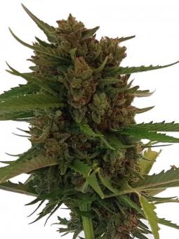 Auto Cream - картинка 8