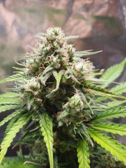 Royal Dwarf Auto - картинка 2