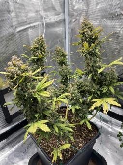 Bruce Banner Auto - картинка 4