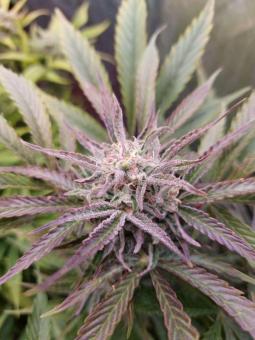 Buddha Auto Tangie - картинка 11