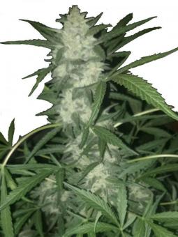 Stromboli Auto - картинка 1