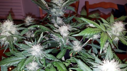 Super OG Kush - картинка 3