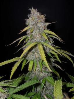 O.G Kush Auto - картинка 2